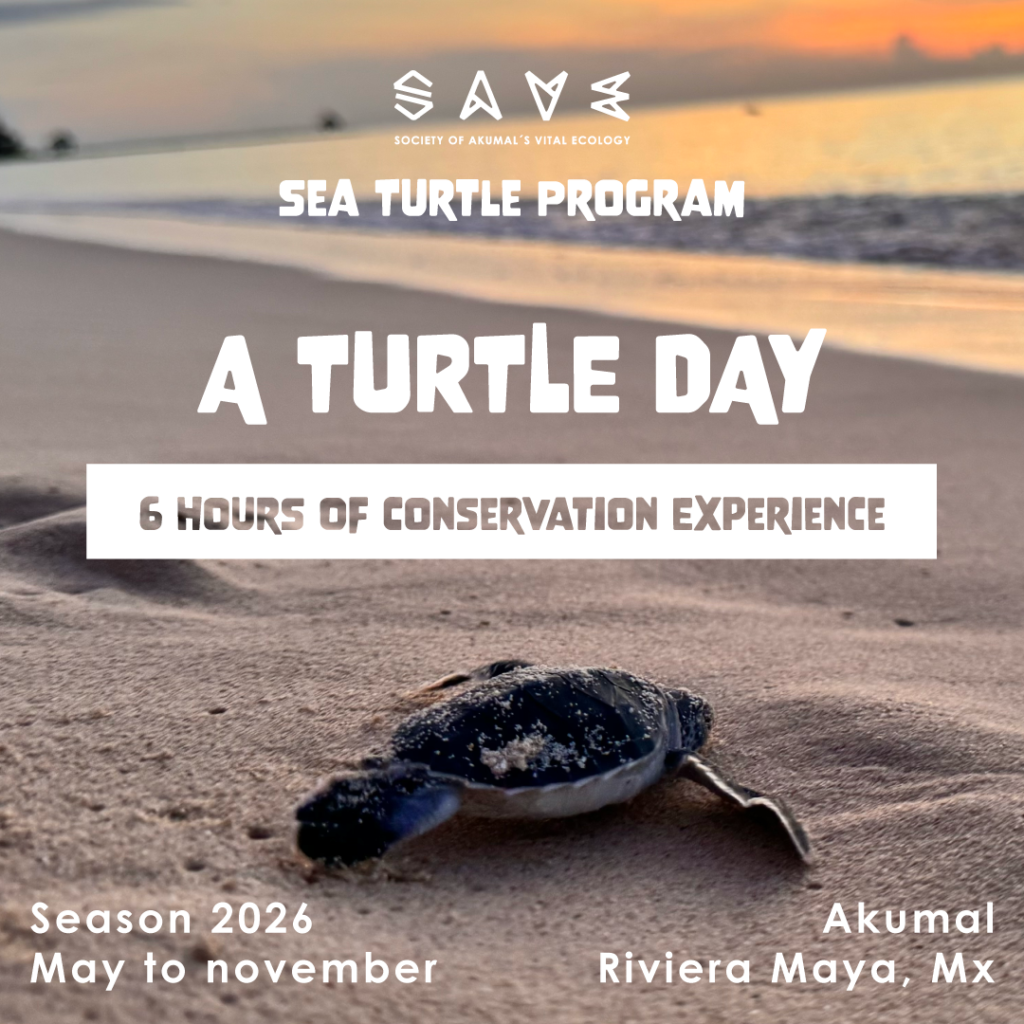 A Turtle Day — 6 hours of conservation experience, Season 2026