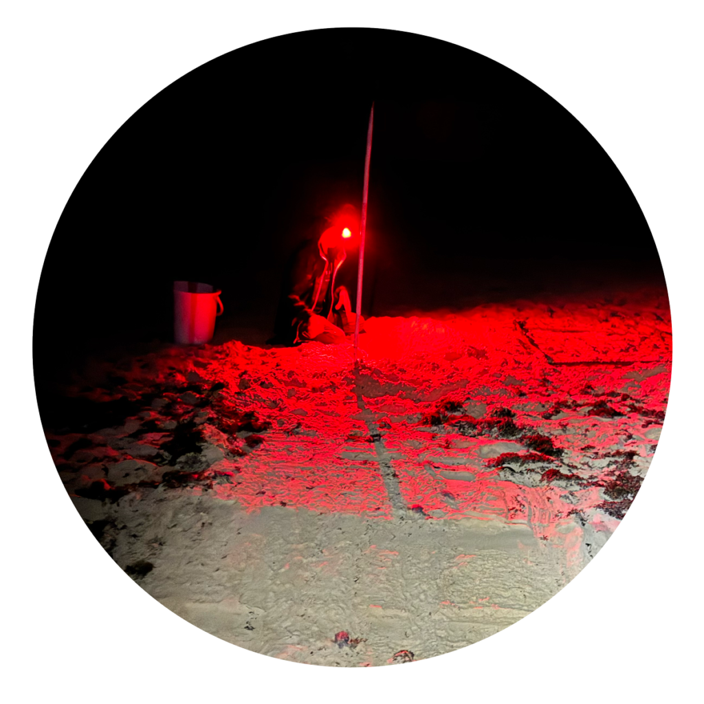 Biologist measuring a sea turtle at night