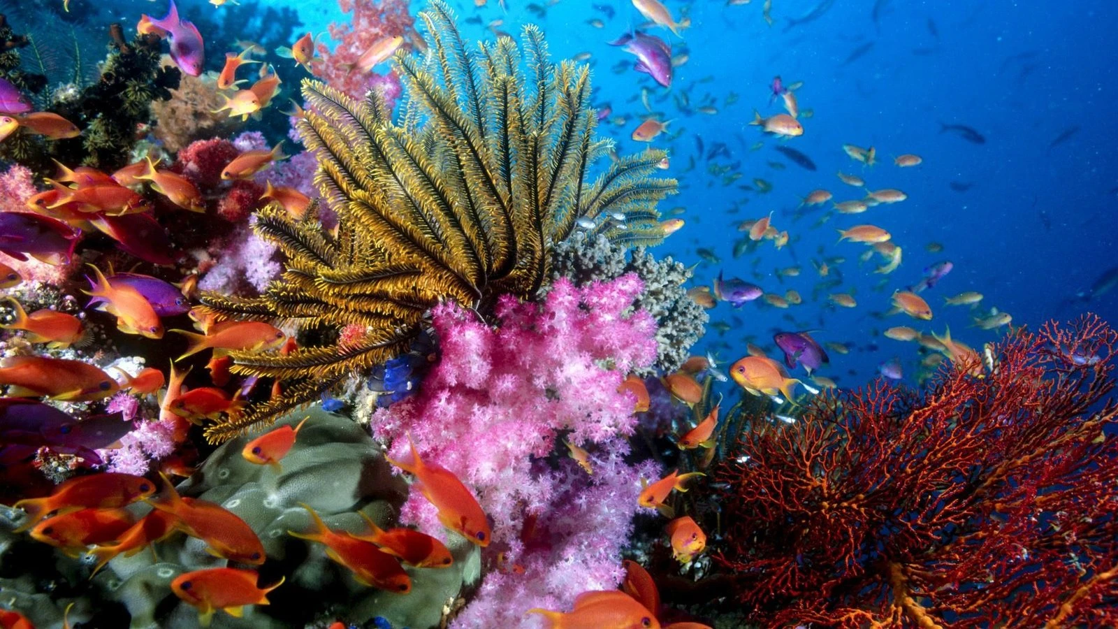 Diver exploring a coral reef cave