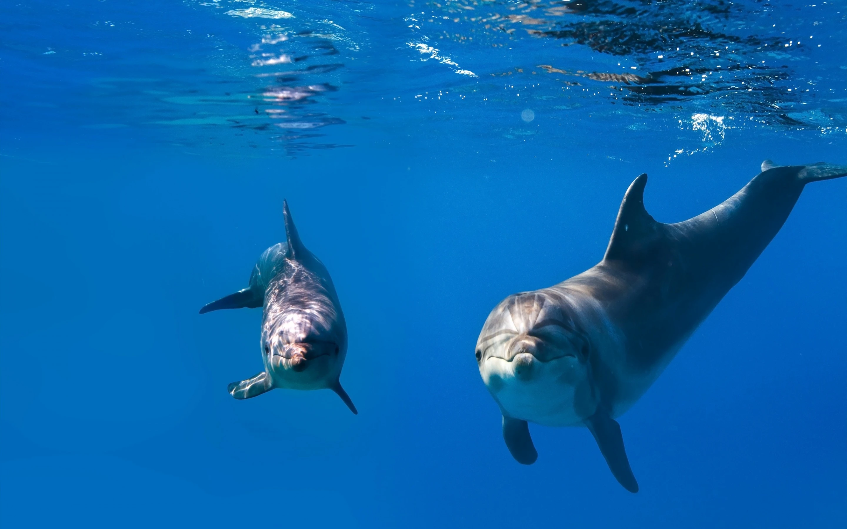 Two dolphins swimming