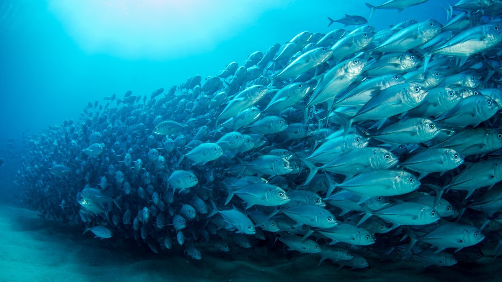 School of fish underwater