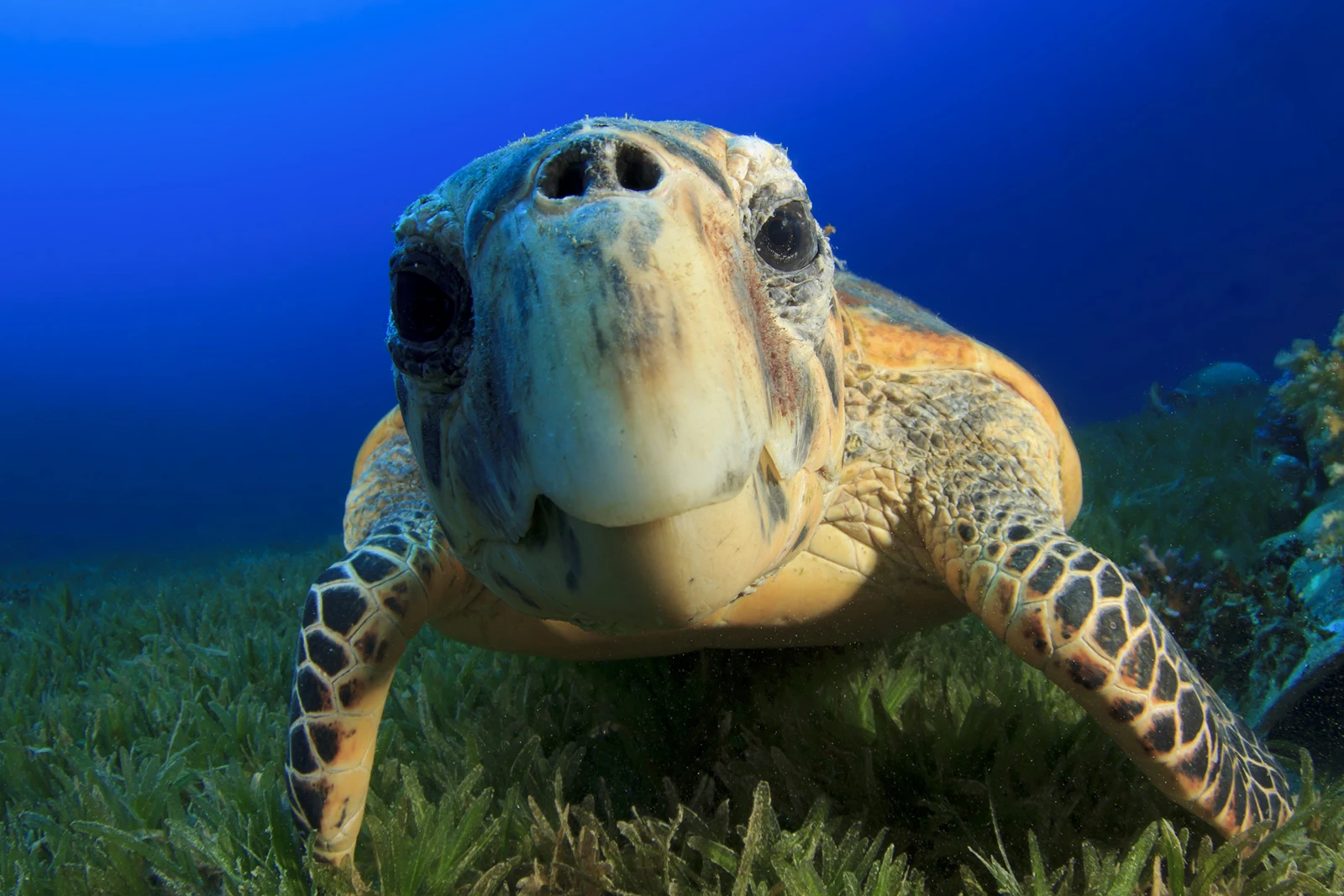 Green sea turtle close-up over a seagrass bed