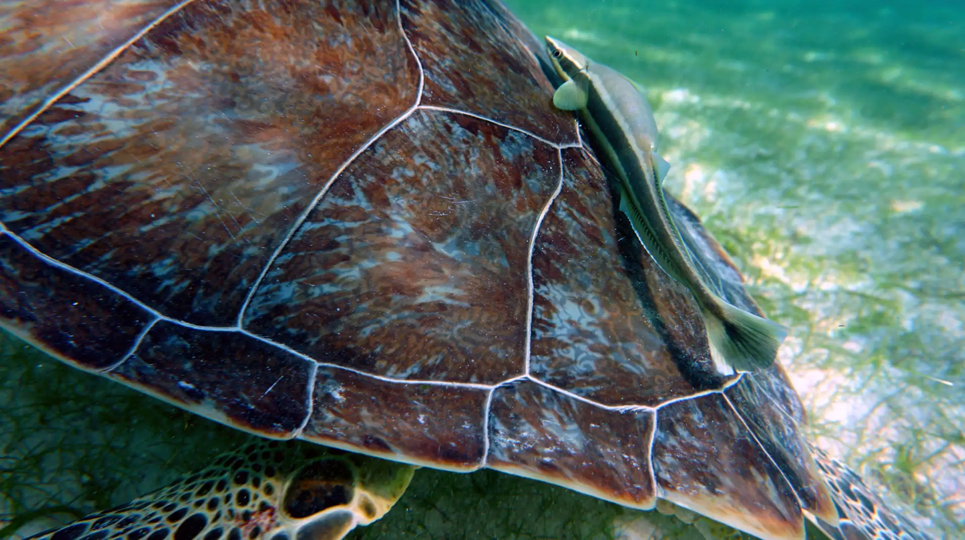 A remora fish hitching a ride on a green turtle's shell in Akumal