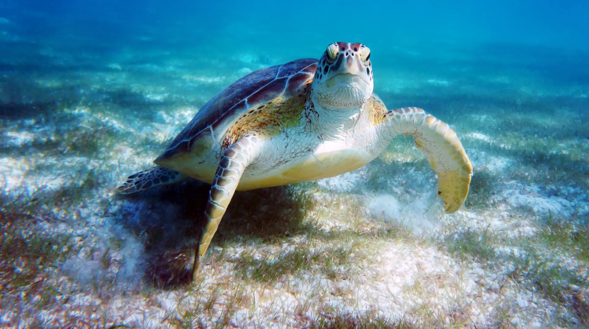 Green turtle (Chelonia mydas) swimming in Akumal Bay