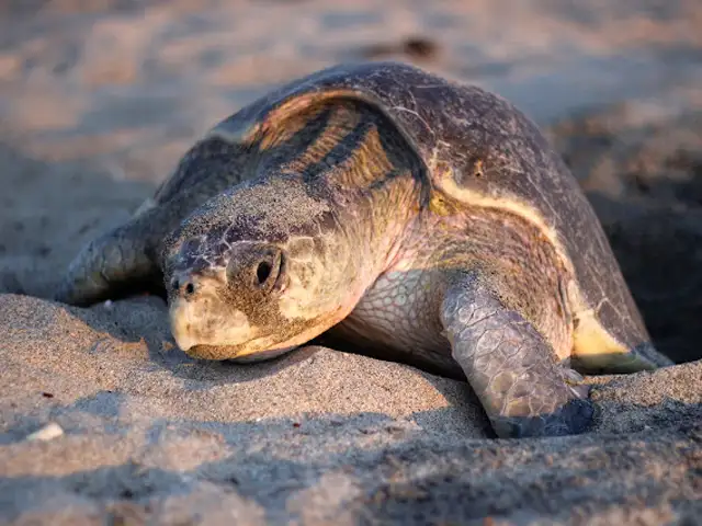 Olive ridley turtle (Lepidochelys olivacea) nesting at Playa Escobilla, Oaxaca