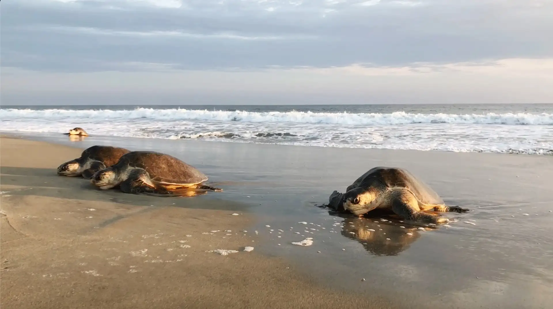 Olive ridley turtles returning to the sea after nesting at Playa Escobilla, Oaxaca