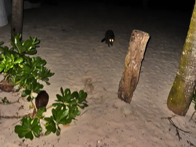 A raccoon's eyes reflecting the camera flash at night on the beach in Akumal