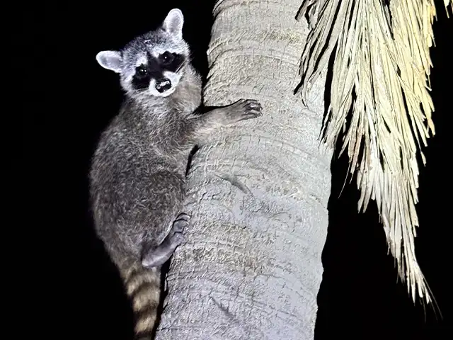 Raccoon (Procyon lotor) climbing a palm tree at night in Akumal