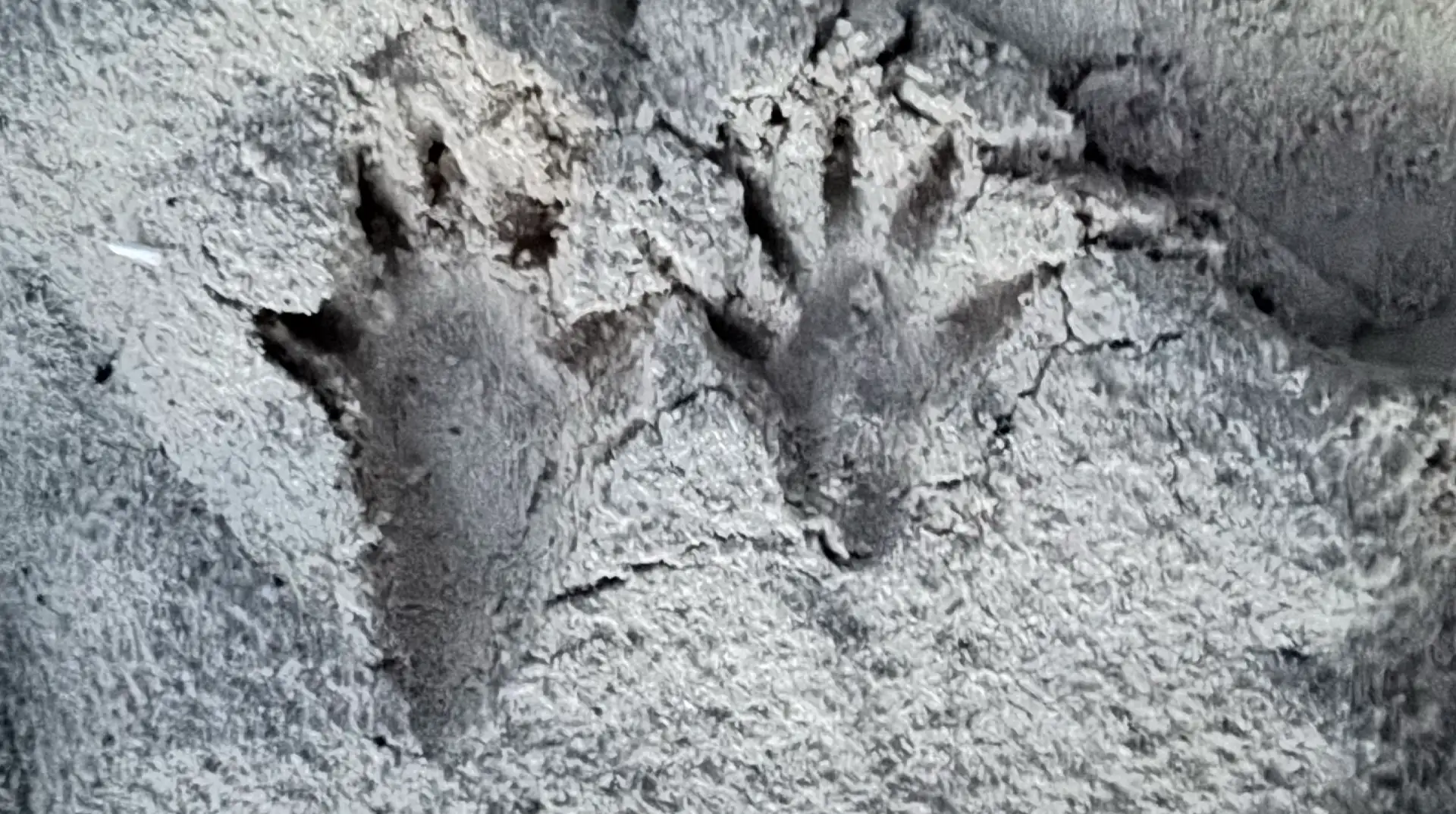 Raccoon tracks in the sand next to a sea turtle nest area in Akumal