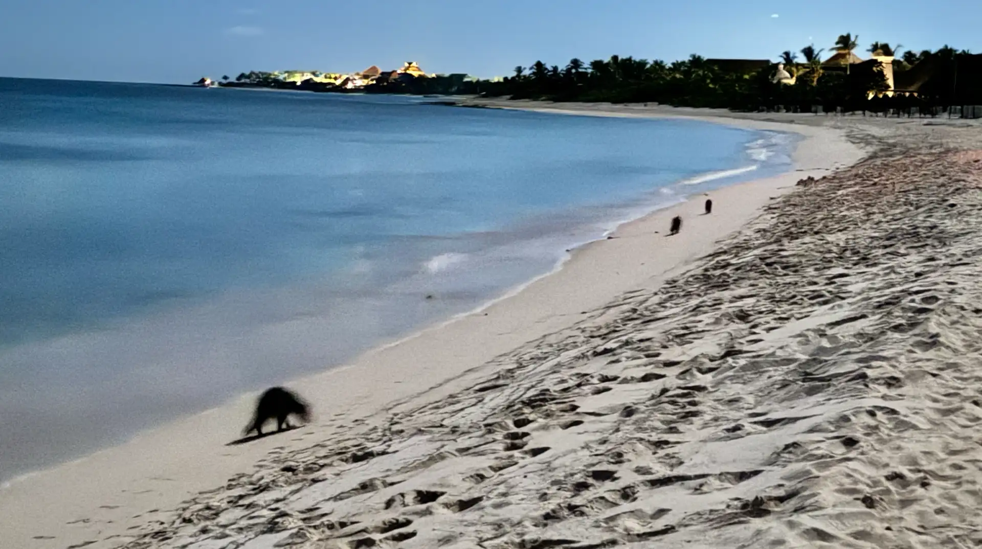 Raccoons walking along the beach at dawn in Akumal