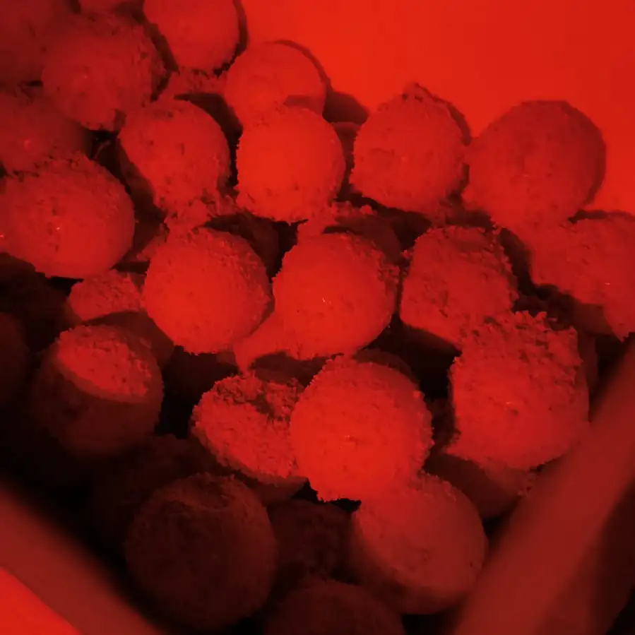 Sea turtle eggs collected under red light during a nest relocation