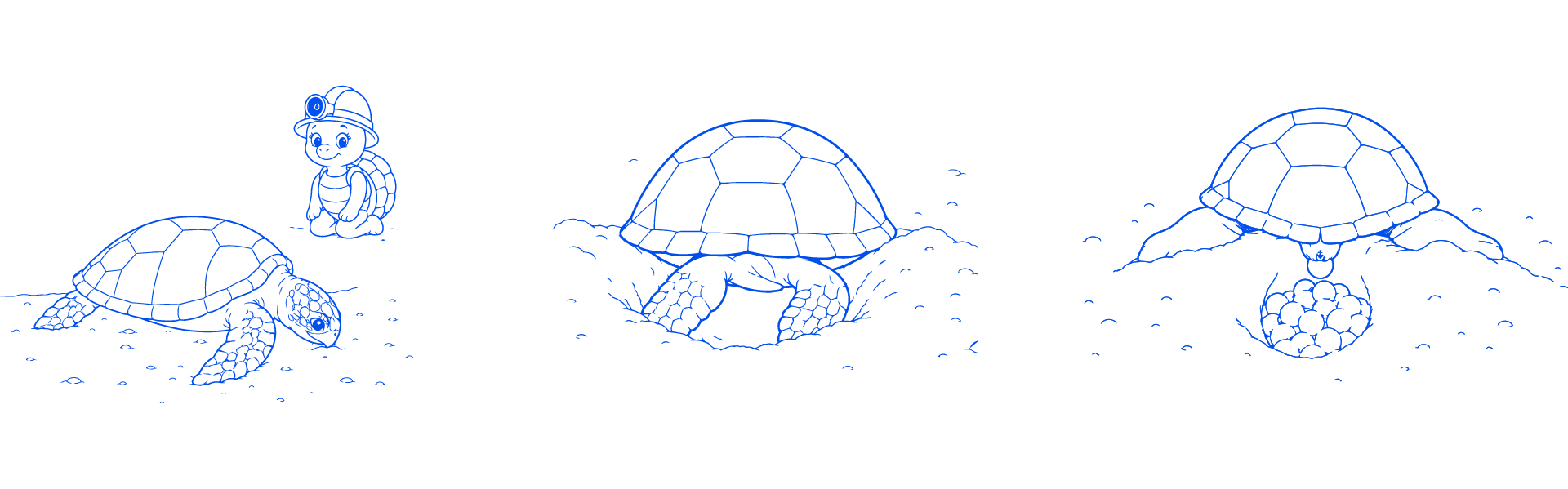 Illustration of a sea turtle digging and laying eggs in the sand