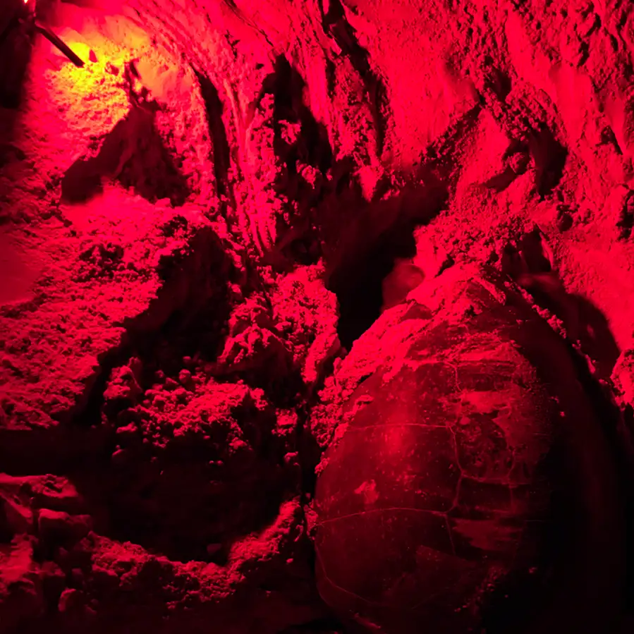 Volunteer excavating a sea turtle nest under red light