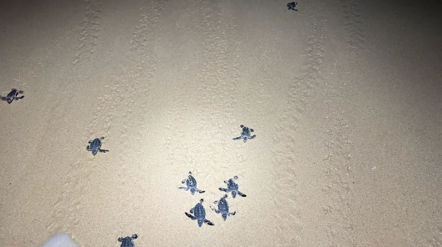A group of sea turtle hatchlings crossing the sand toward the ocean at night