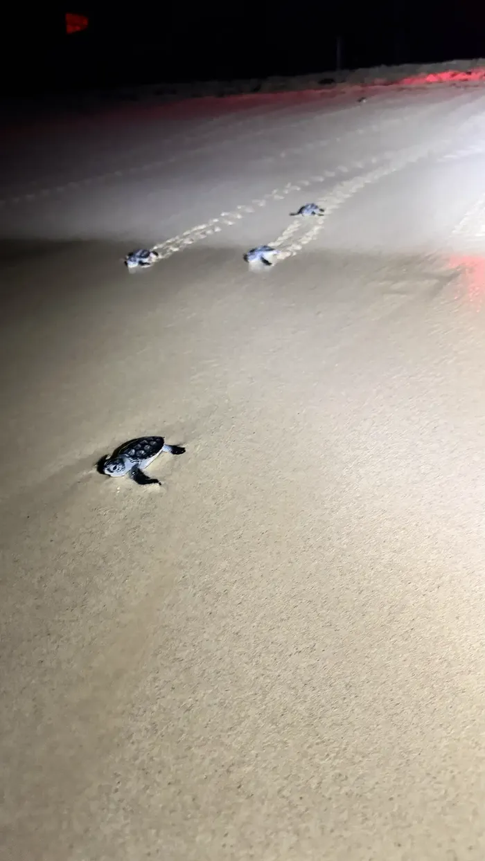 Sea turtle hatchlings crawling toward the water under red-light patrol illumination