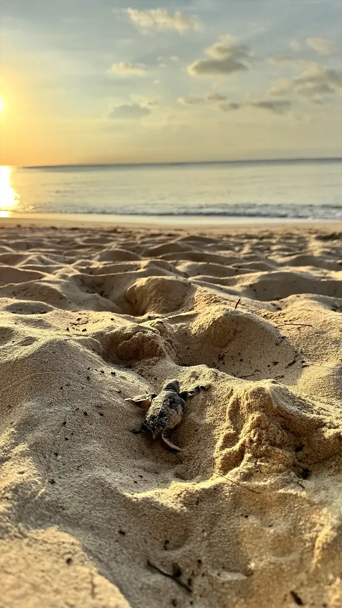 Sea turtle hatchling emerging from the nest at dawn, facing the bright horizon over the ocean