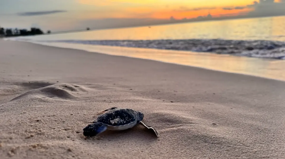 Sea turtle hatchling crawling across the sand toward the ocean at sunset in Akumal