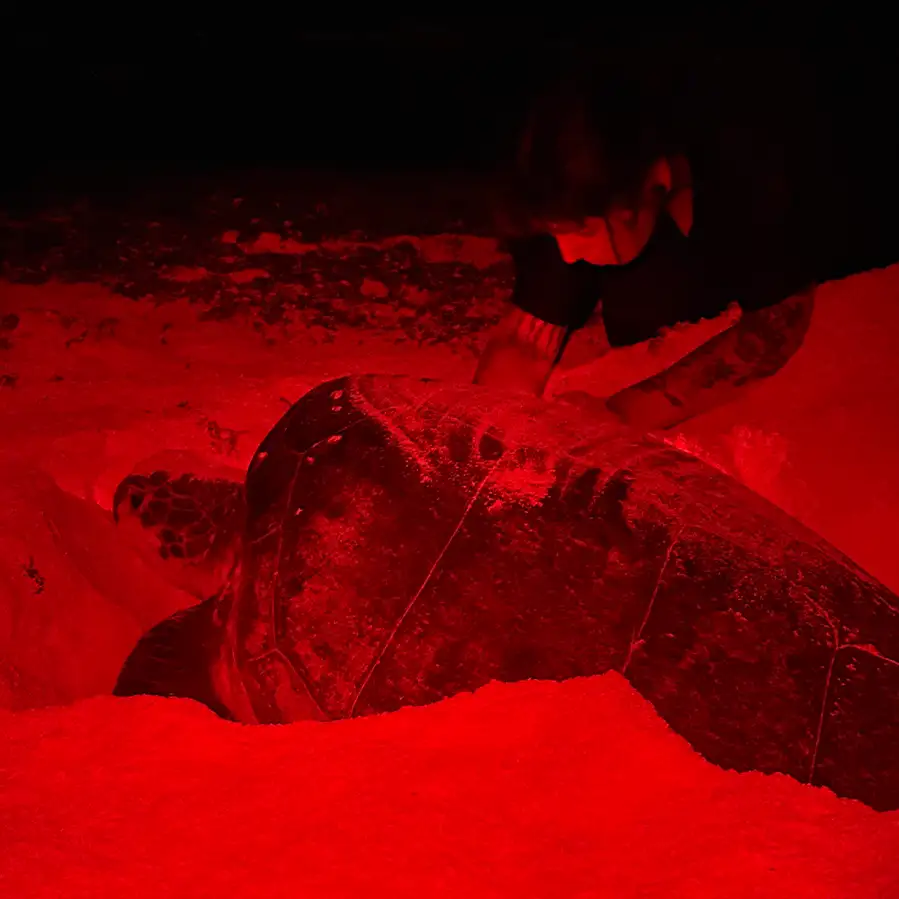 Sea turtle laying eggs on the beach at night under red light