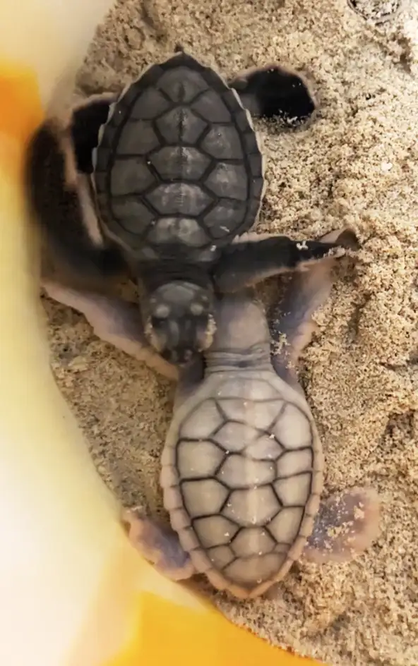 Sea turtle hatchling with leucism next to a hatchling without leucism
