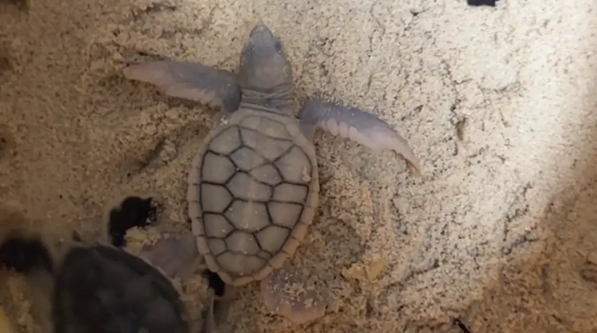 Green turtle (Chelonia mydas) with leucism