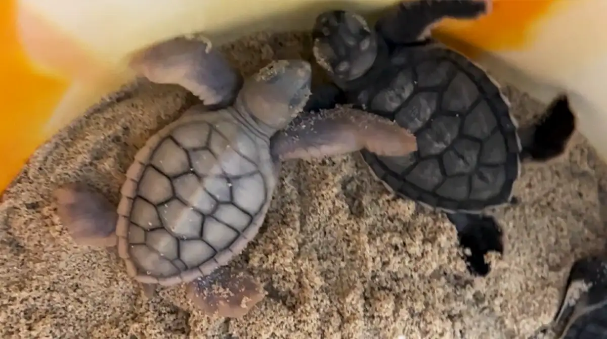 Green turtle (Chelonia mydas) with leucism