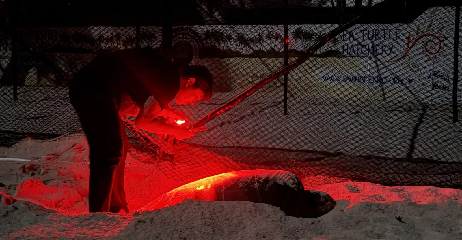 Voluntario de S.A.V.E. midiendo una tortuga marina con luz roja durante un patrullaje nocturno