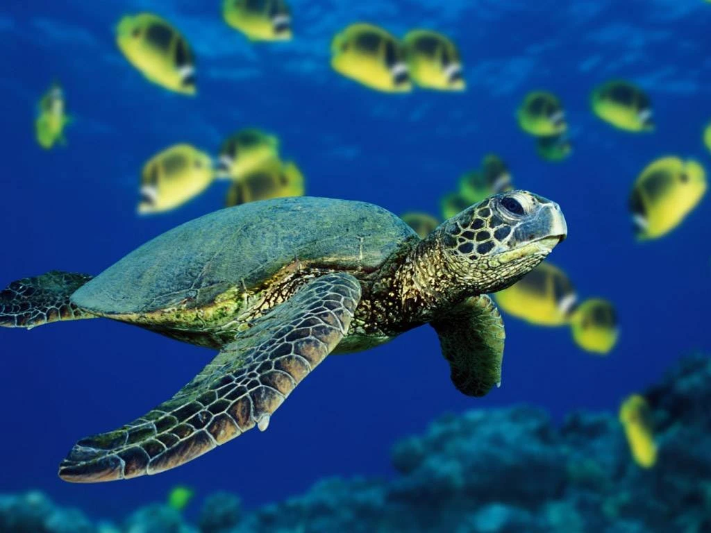 Sea turtle swimming with butterflyfish