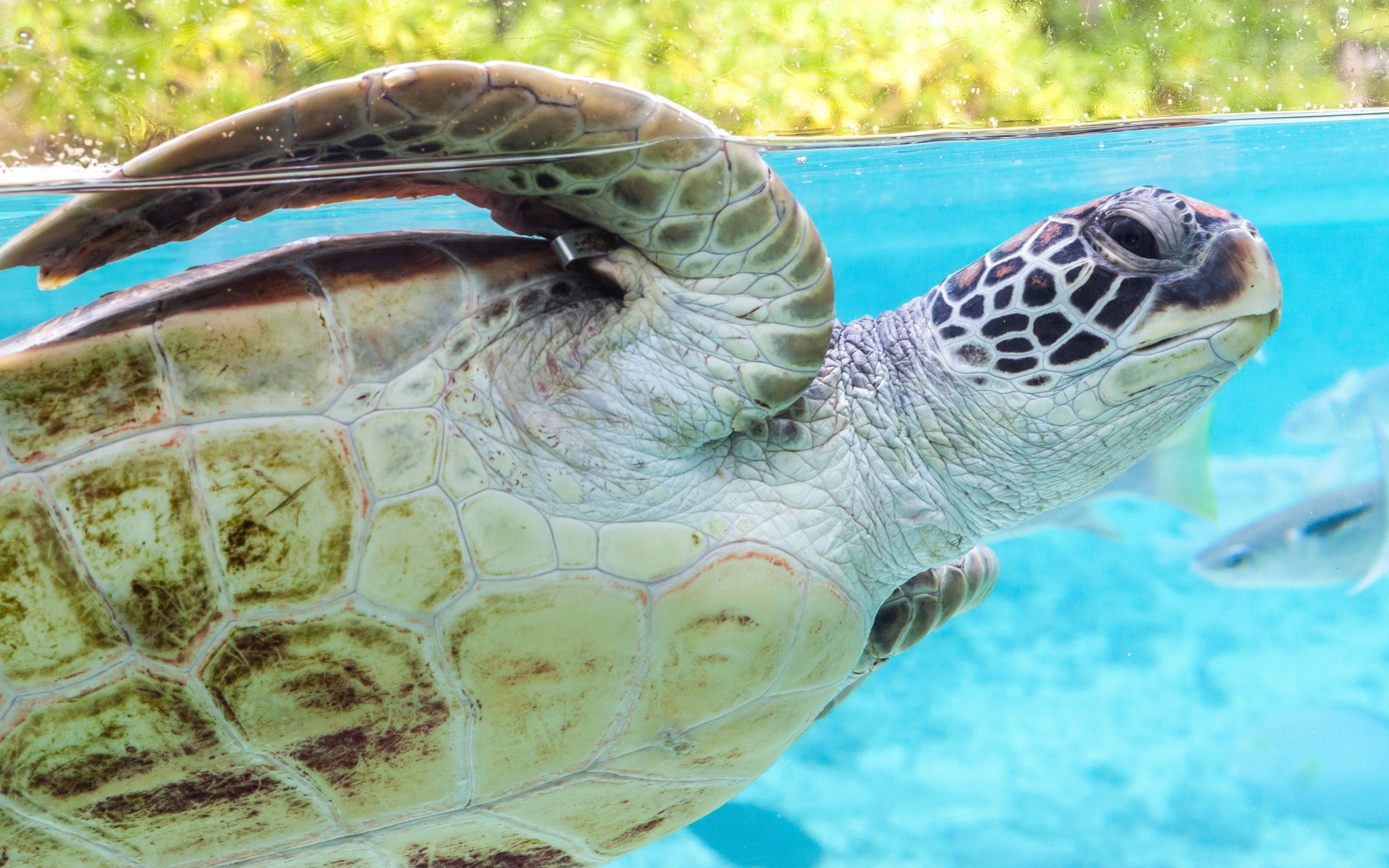Sea turtle swimming over coral reef