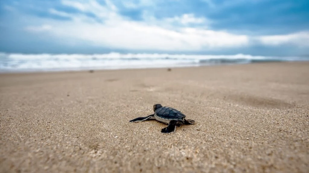 Sea turtle hatchling on the beach
