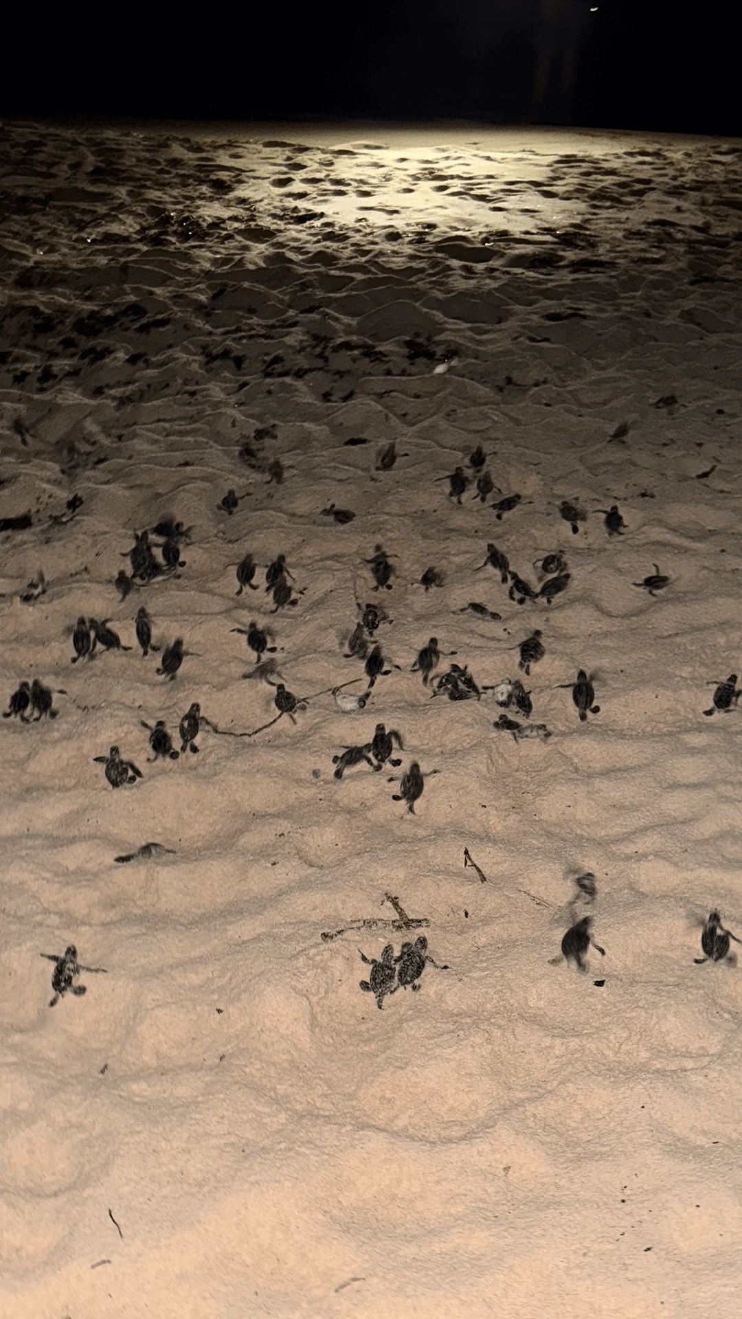 Sea turtle hatchling swimming near the surface