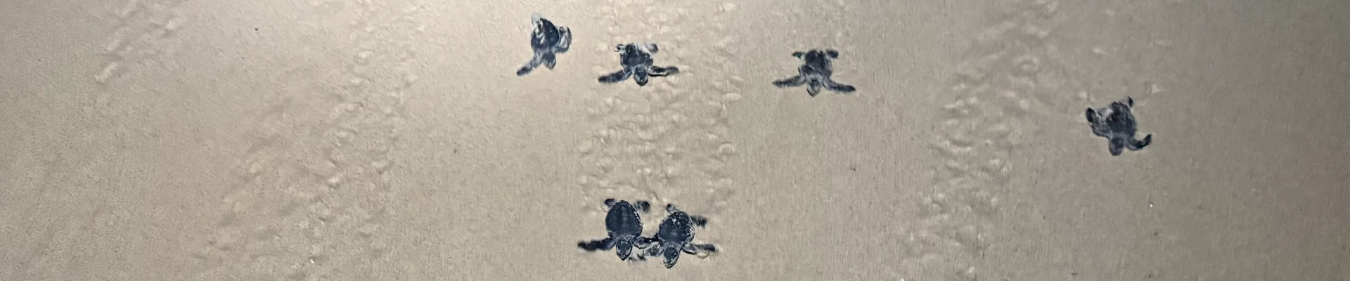 Baby sea turtle tracks in the sand at dawn