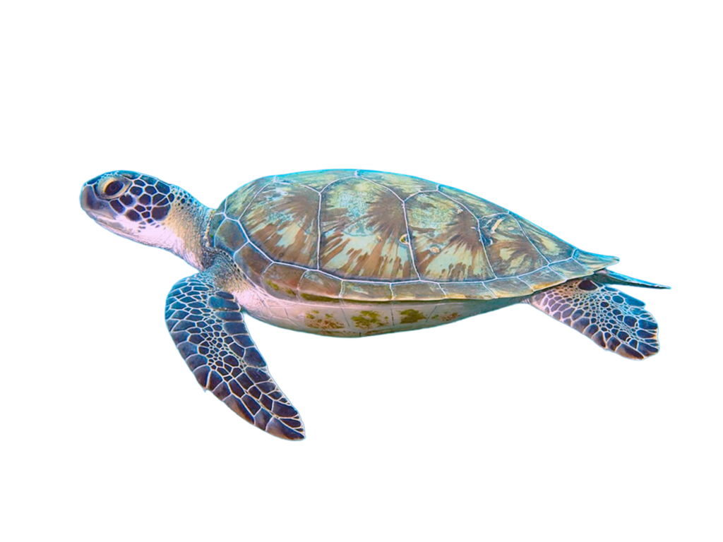 Green turtle, Chelonia mydas