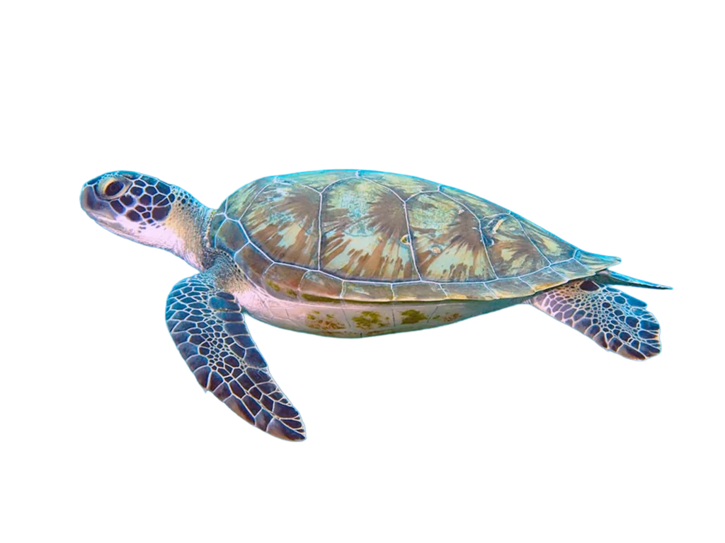 Ilustraci&oacute;n de especies de tortugas marinas