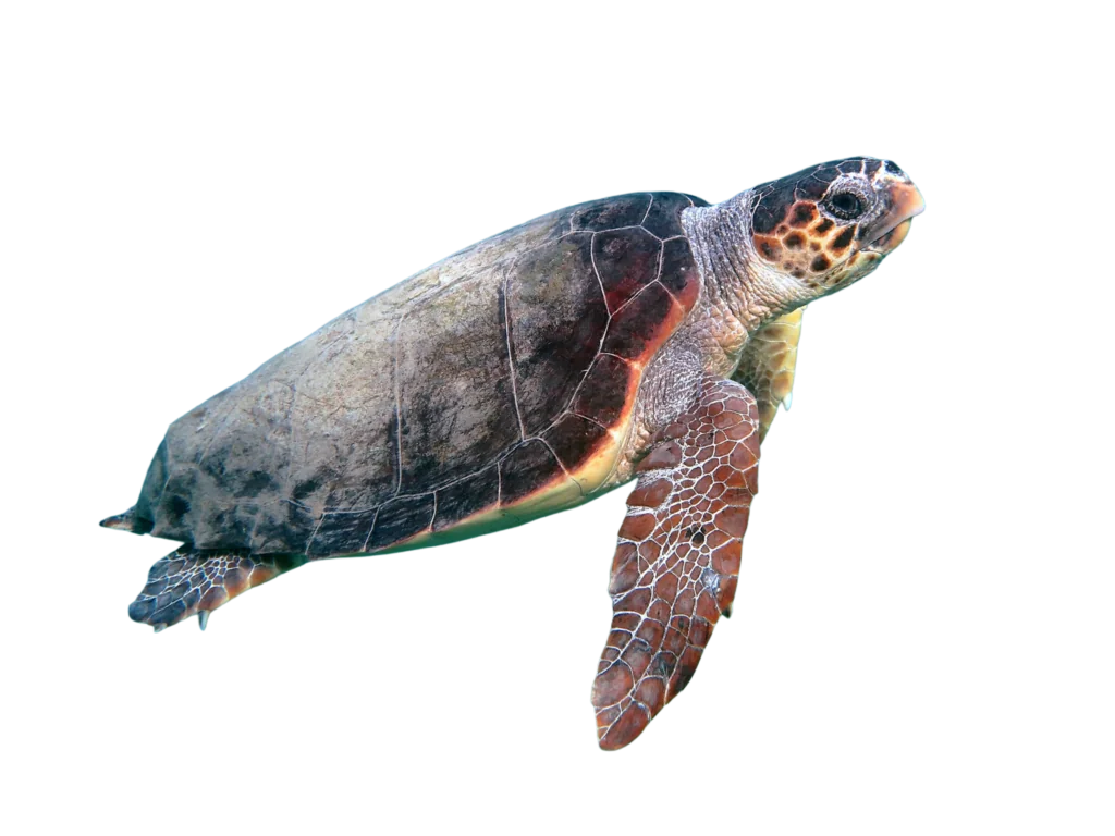 Ilustraci&oacute;n de tortuga caguama
