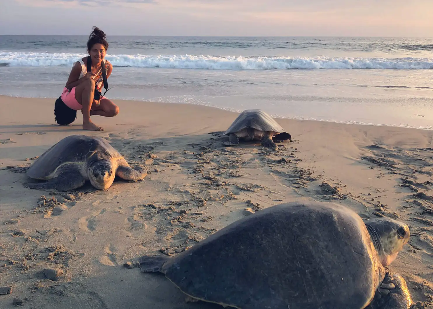 Yaz Ayuso with olive ridley sea turtles during the arribada at Playa Escobilla, Oaxaca